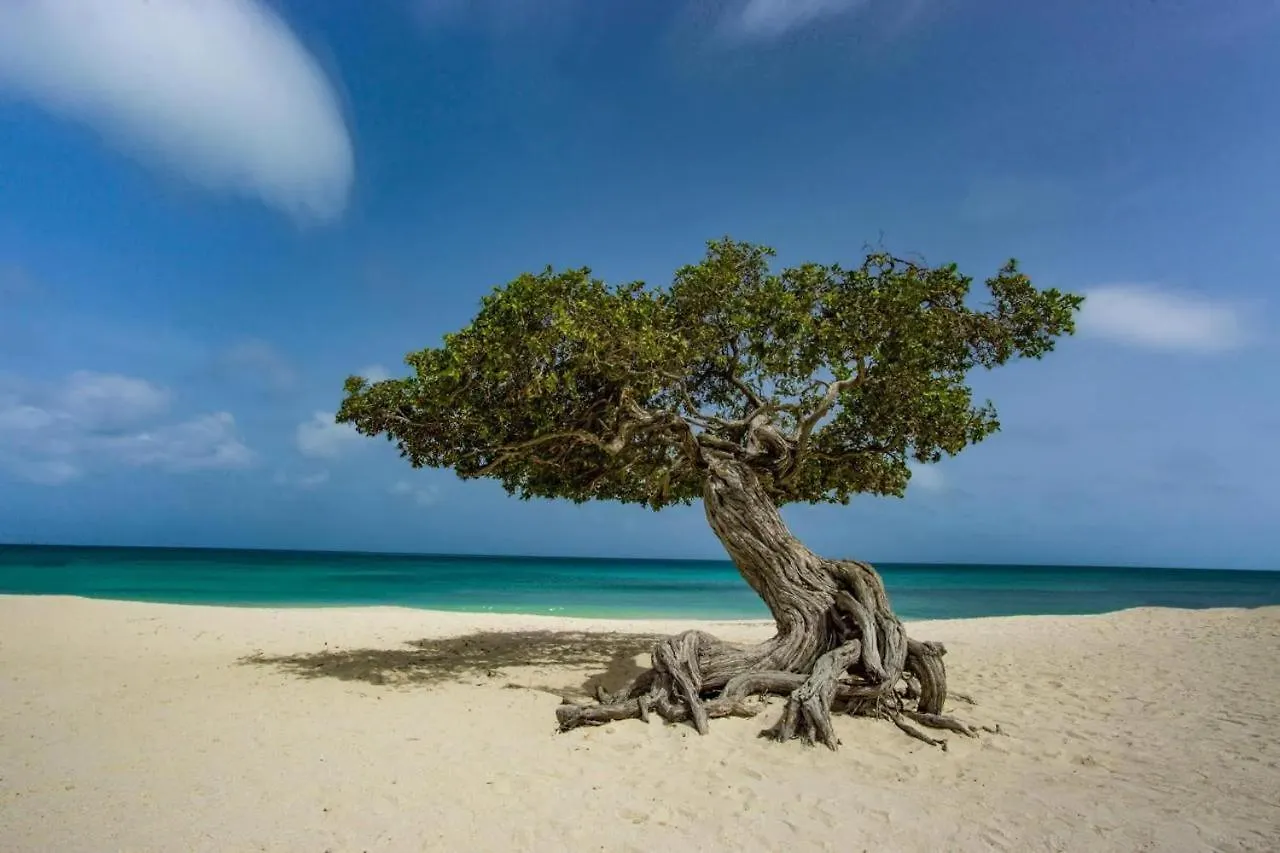 Eagle Stays Aruba-New Luxurious One Bedroom Apartment Near Eagle Beach! Oranjestad